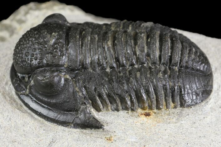Detailed Gerastos Trilobite Fossil - Morocco #164709